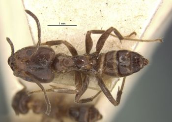 Media type: image;   Entomology 21319 Aspect: habitus dorsal view